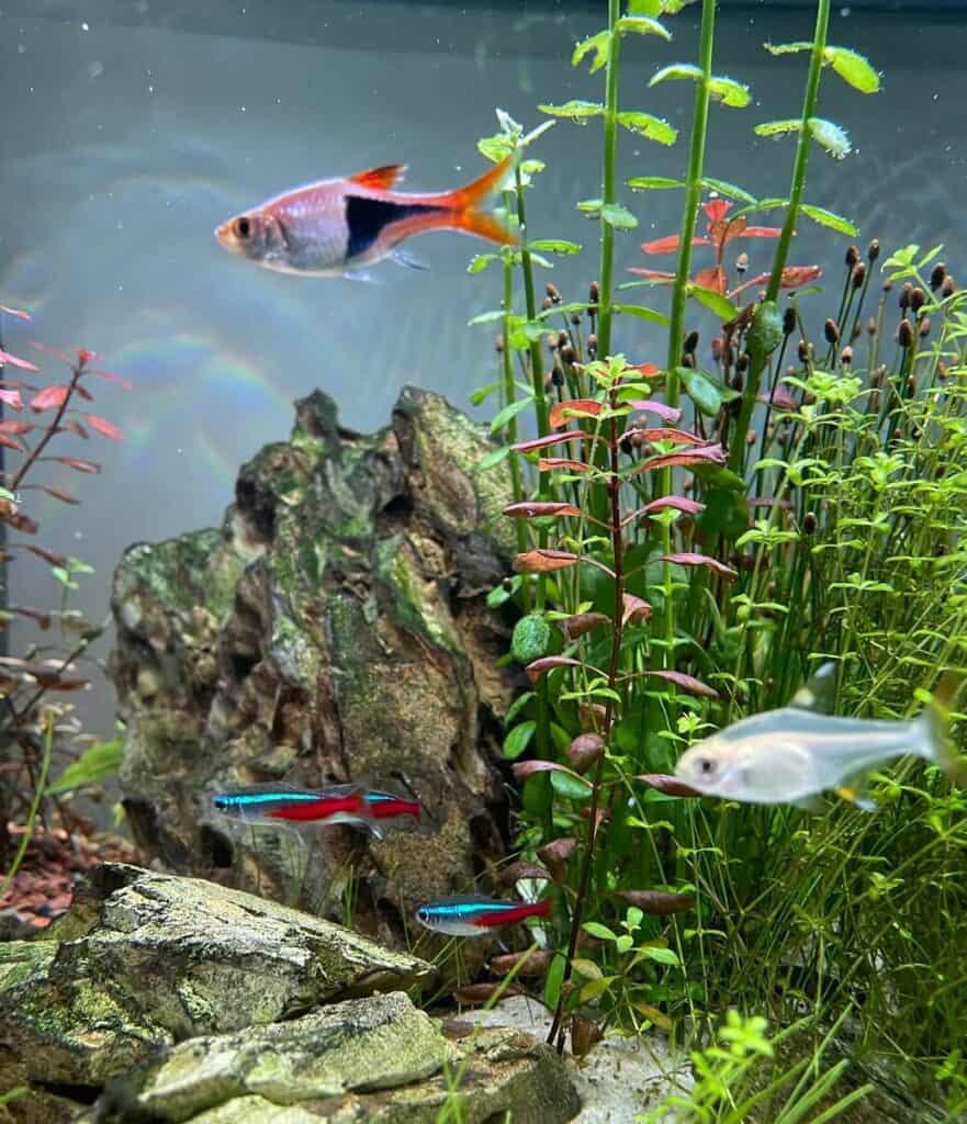 Fish in their basic aquarium
