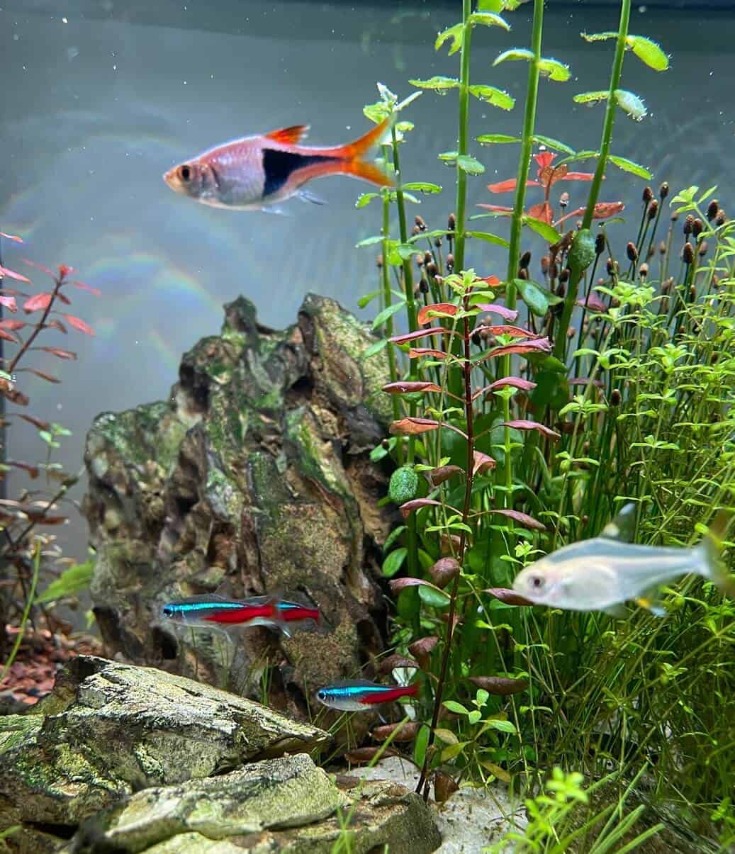 Fish in their basic-aquarium