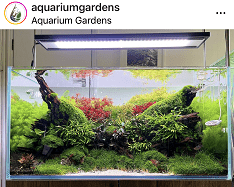 High Tech Dense Planted Aquarium