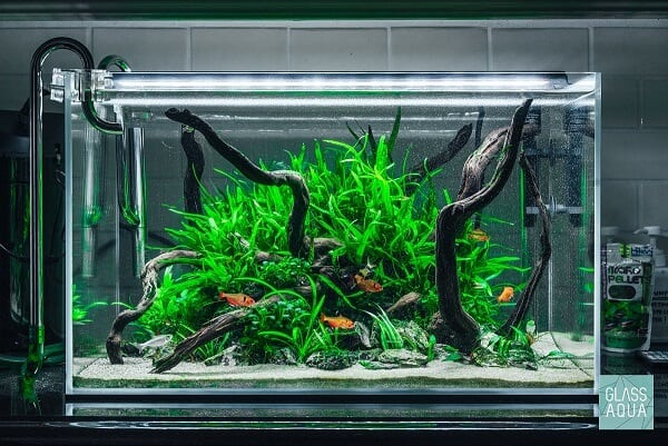 Low Tech Planted Aquarium from Glass Aqua