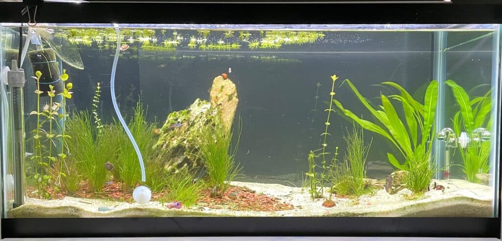 How to setup a Freshwater Aquarium in 6 Steps - Only Essential
