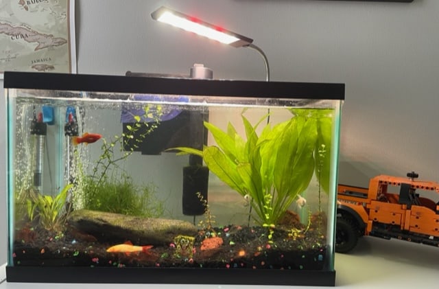 My son's Low-Tech aquarium with Siesta method