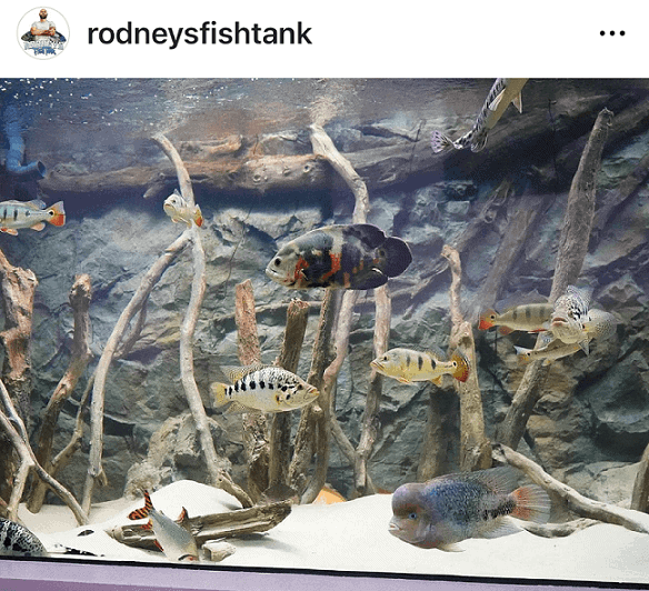 Example of aquarium where fish is the central point.
Thanks to @rodneysfishtank