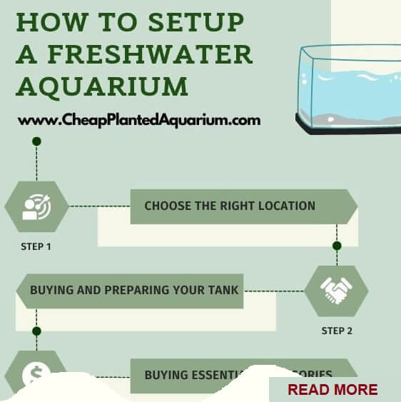 How to setup a Freshwater aquarium step by step Read More