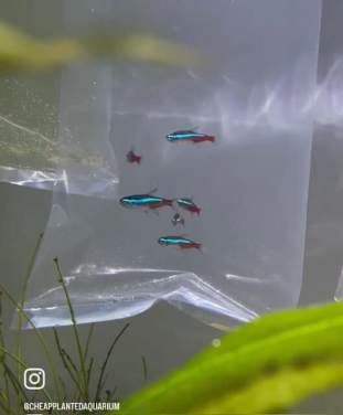 Fish in the bag being acclimated