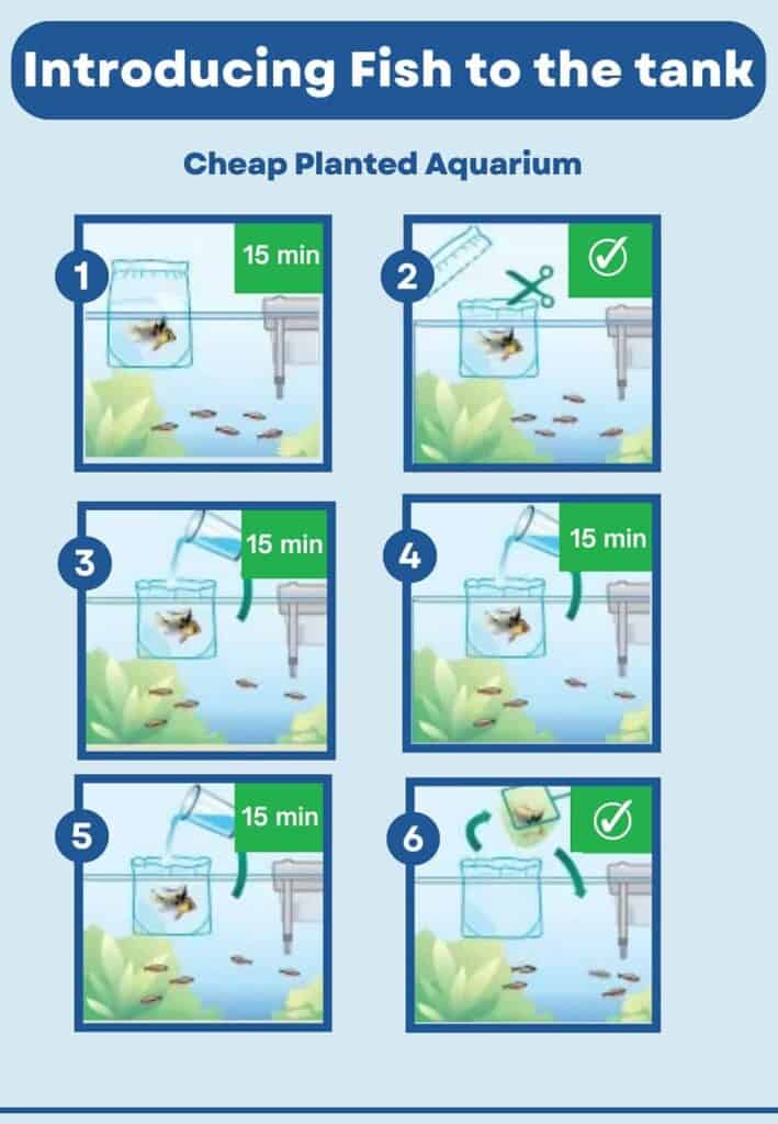 Introducing Fish to New Tank step by step
