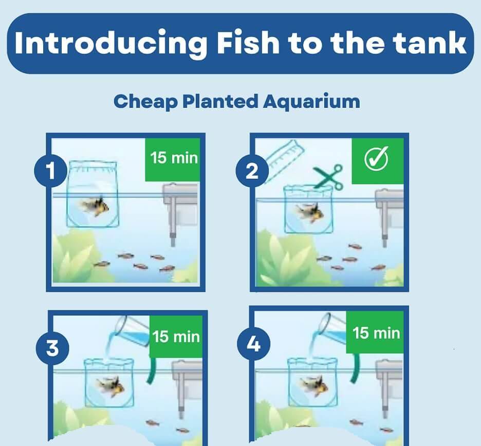 Introducing Fish to New Tank Read-More
