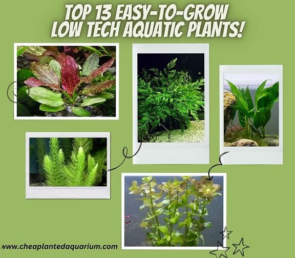 Top 13 Easy-to-Grow Aquatic Plants