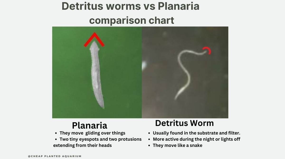 Detritus Worms vs Planaria comparison chart