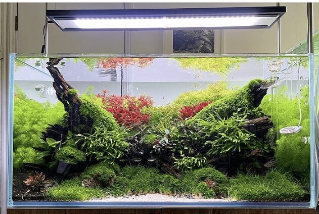 High-Tech Dense Planted Aquarium