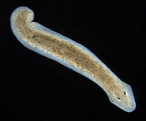 What is a Planaria and how they look like