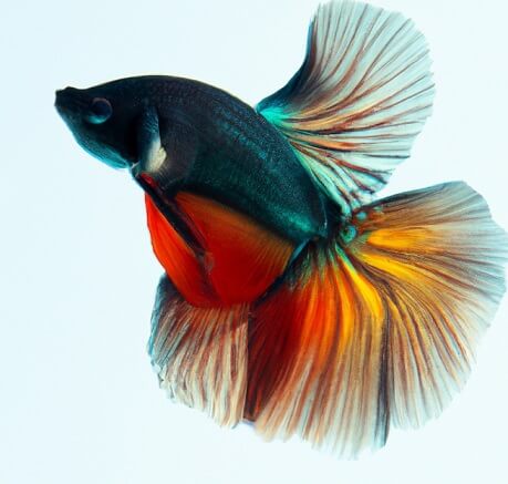 This is how AI sees a Betta Fish