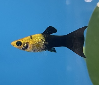 Yellow and Black common Molly