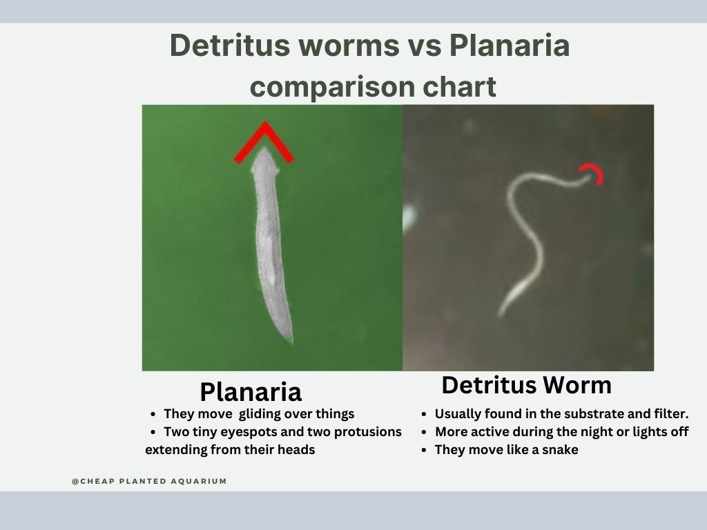 Detritus Worms vs Planaria comparison chart