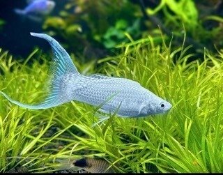 Molly Fish Care Guide & Tank Setup For Beginners