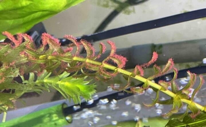 Black Beard Algae treated with Reverse Respiration