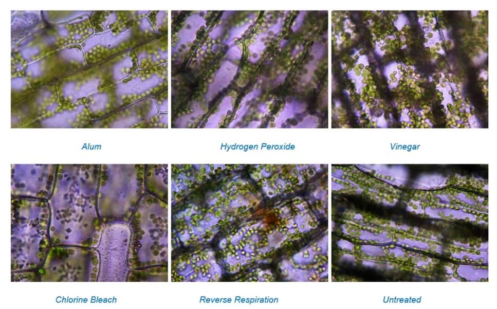 Comparing the results from Reverse Respiration with common plant cleaning chemicals