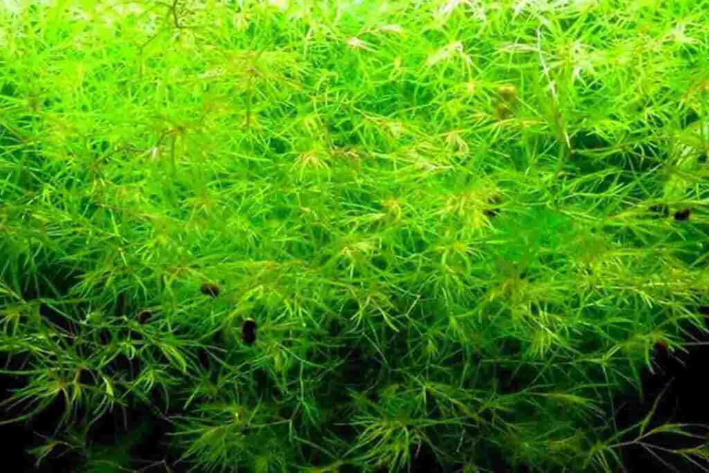Guppy Grass The Amazing Naja
