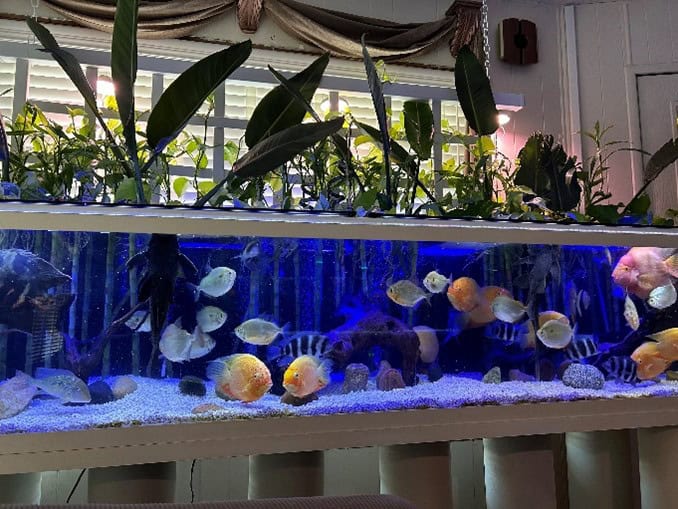 Mark Porzilli Fish Tank 2