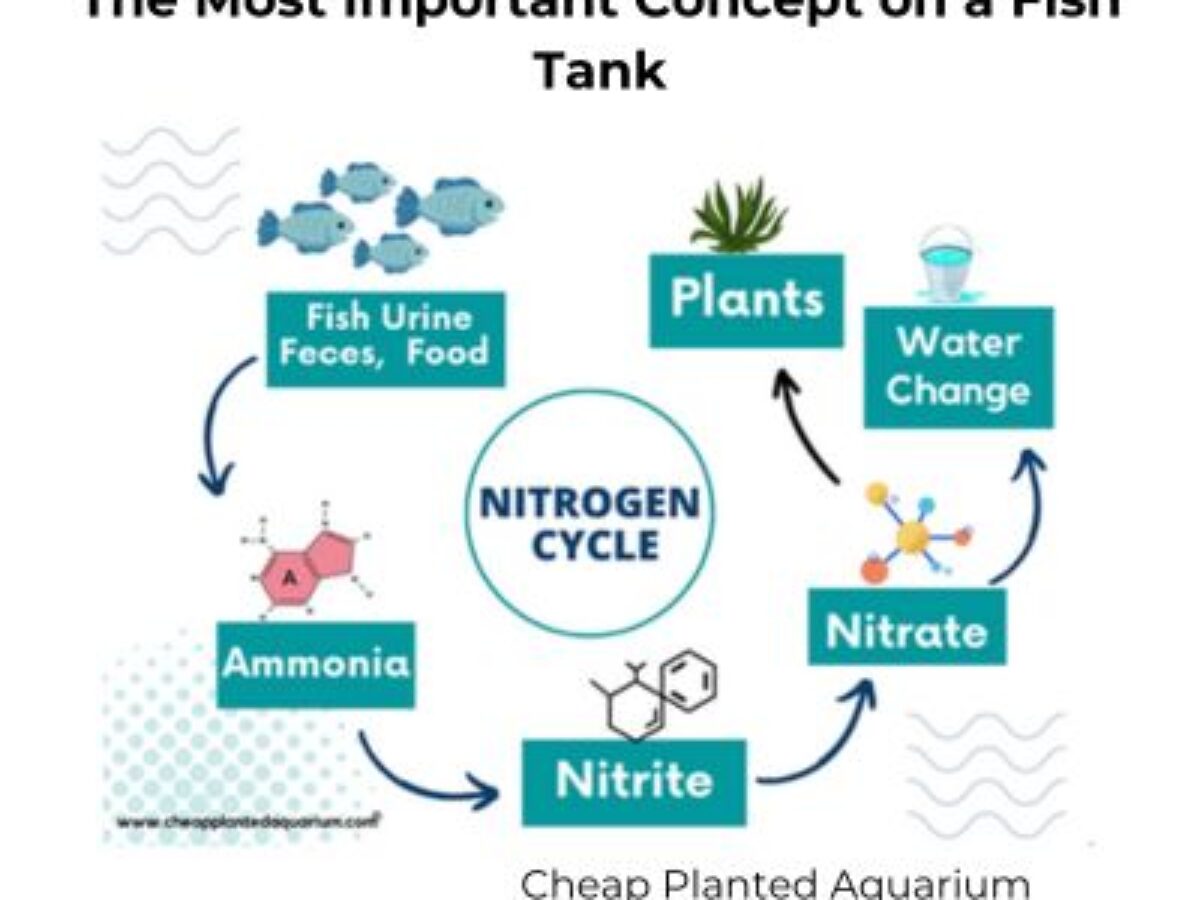 How To Cycle A Tank Or Pond Guide To Nitrogen Cycling How To Cycle