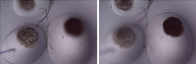 Snail Eggs Before and After Reverse Respiration